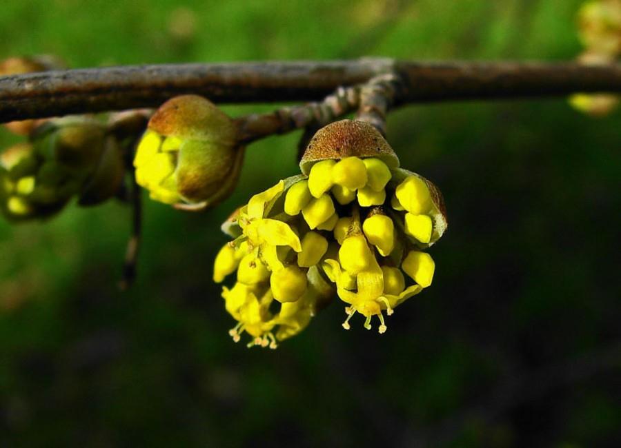 Cornelian cherry – an indigenous harbinger of spring | International ...