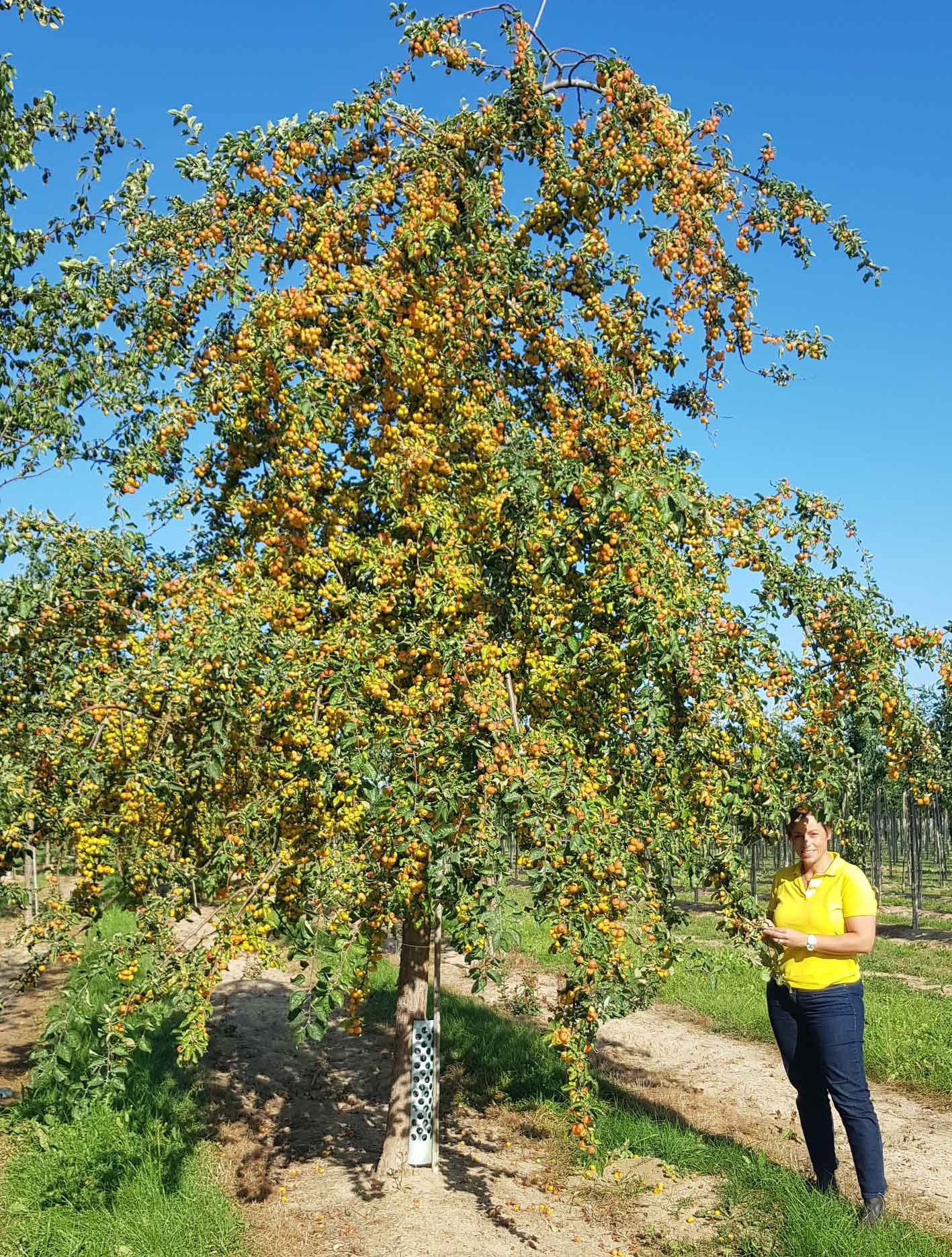 Malus 'Butterball' H 250-300x400-500-30-40